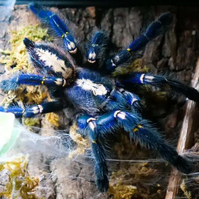 Poecilotheria metallica, Gooty Sapphire Ornamental 3/4” Tarantula