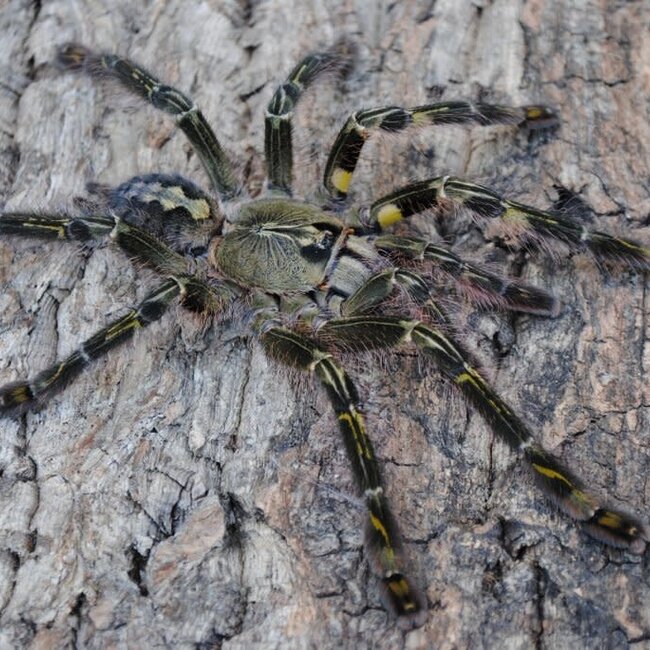 Poecilotheria rufilata, 3/4" Travancore Red-Slate Ornamental