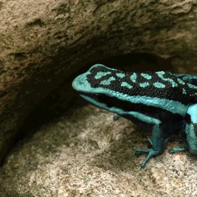 Ameeriga bassleri 'Blue Chrome Dart Frog