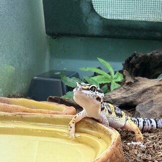 Mack Snow Hyper Axanthic Cross Leopard Gecko '9B'
