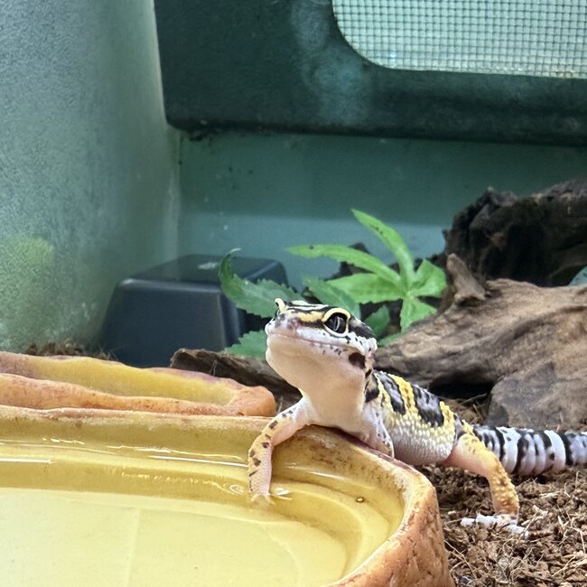 Mack Snow Hyper Axanthic Cross Leopard Gecko '9B'