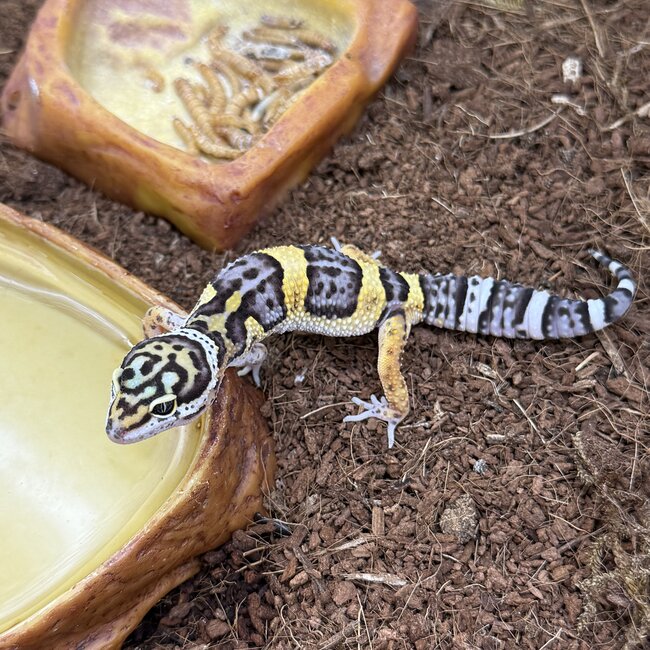 Mack Snow Hyper Axanthic Cross Leopard Gecko '9B'