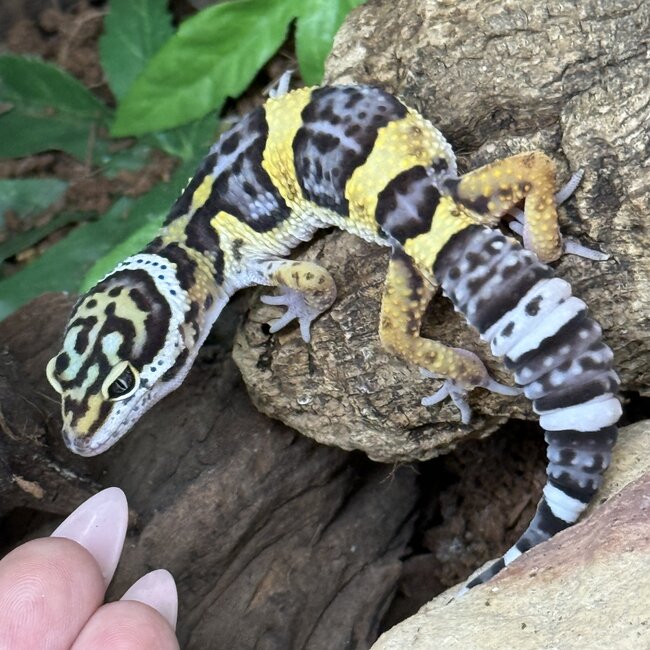 Mack Snow Hyper Axanthic Cross Leopard Gecko '9B'