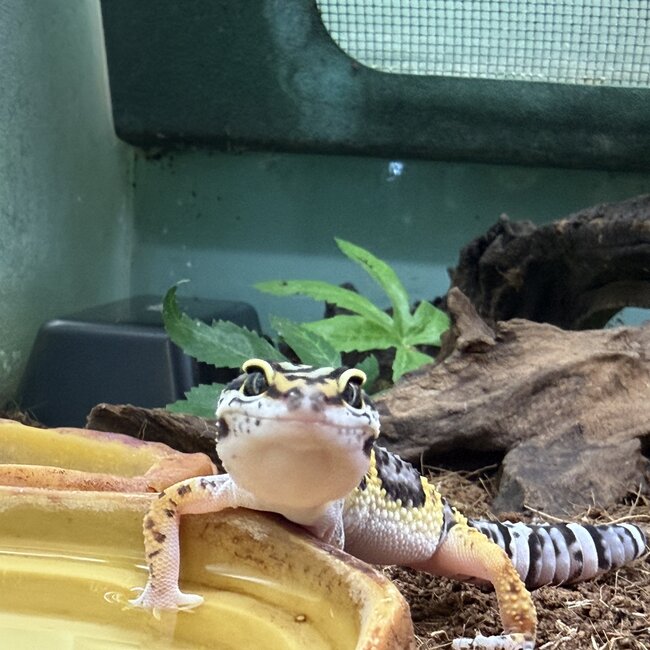 Mack Snow Hyper Axanthic Cross Leopard Gecko '9B'