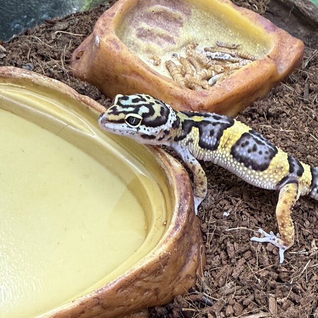 Mack Snow Hyper Axanthic Cross Leopard Gecko '9B'