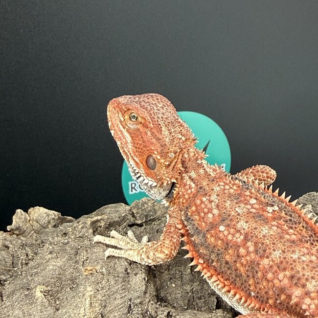 High Red Dunner Bearded Dragon 'F1'