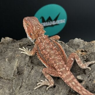 High Red Dunner Bearded Dragon 'F1'