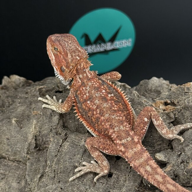 High Red Dunner Bearded Dragon 'F1'