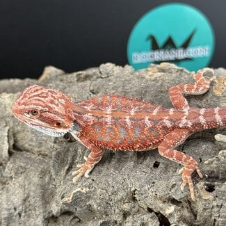 Red Hypo Blue Bar Bearded Dragon 'a'