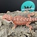 Red Hypo Blue Bar Bearded Dragon 'a'
