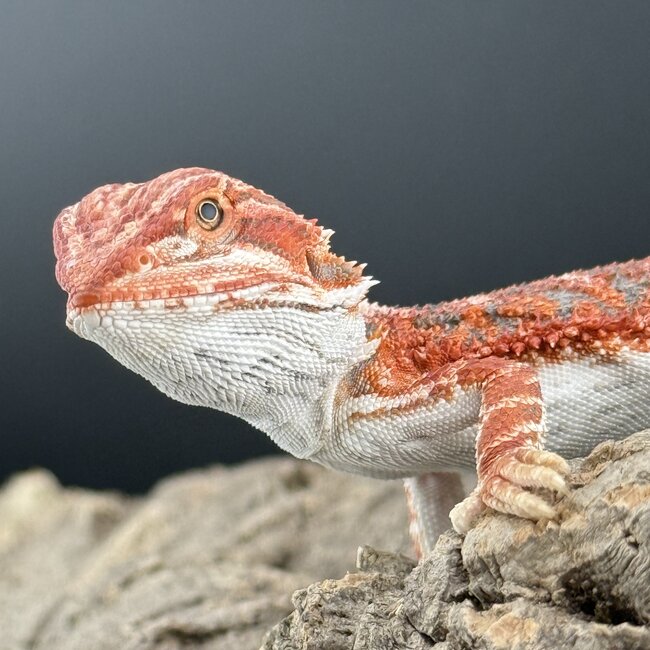 Red Hypo Blue Bar Bearded Dragon 'a'