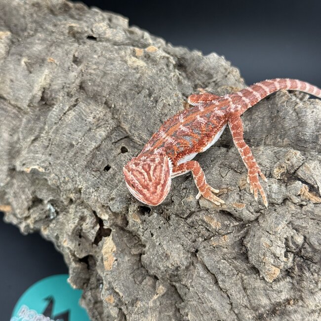 Red Hypo Blue Bar Bearded Dragon 'a'