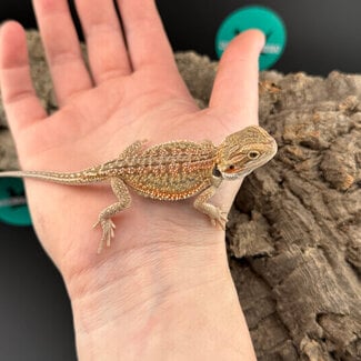 Red Dunner Bearded Dragon ‘or’