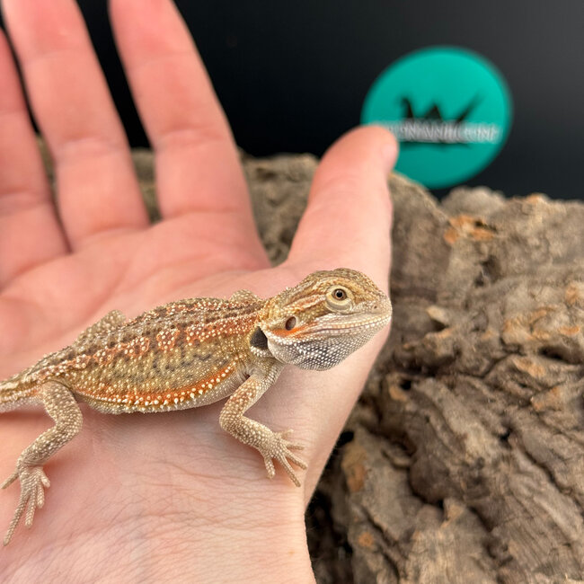 Red Dunner Bearded Dragon ‘or’