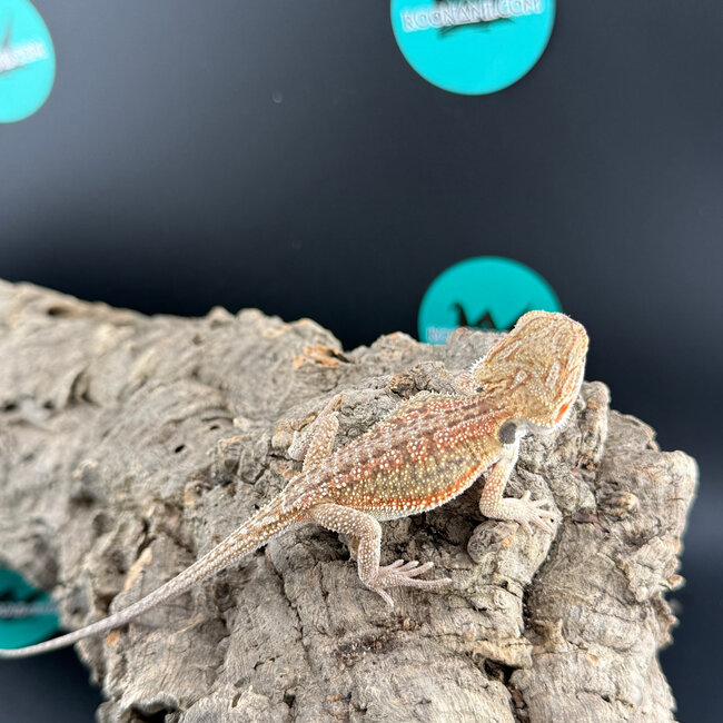 Red Dunner Bearded Dragon ‘or’