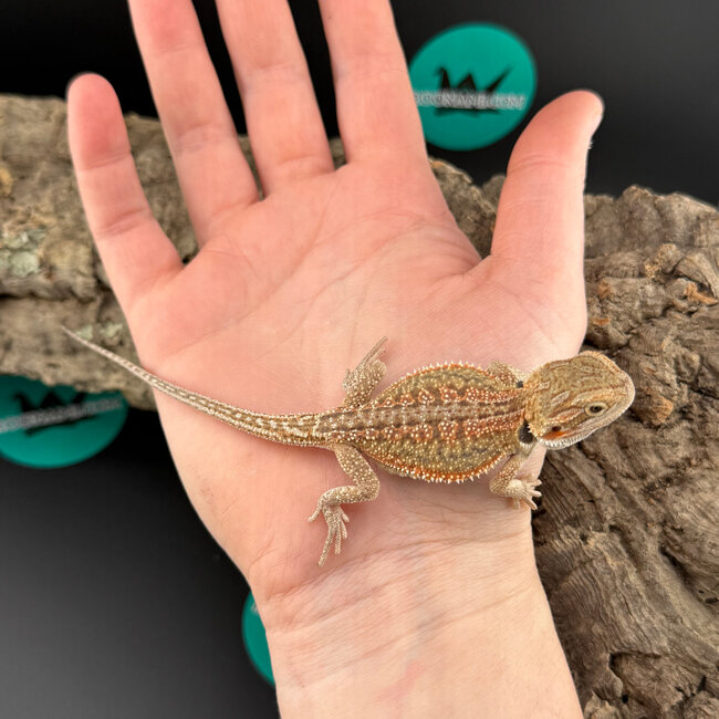 Red Dunner Bearded Dragon ‘or’
