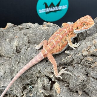 Red Hypo Bearded Dragon ‘gr’