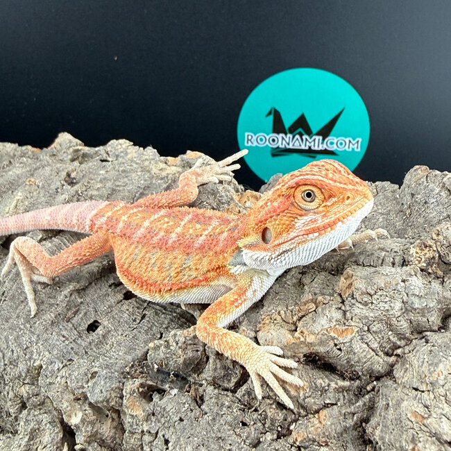 Red Hypo Bearded Dragon ‘gr’