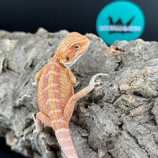 Red Hypo Bearded Dragon ‘gr’