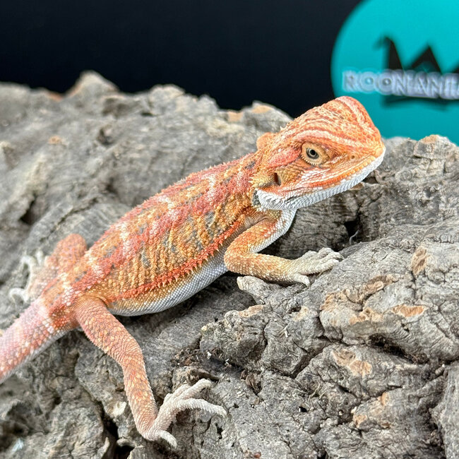 Red Hypo Bearded Dragon ‘gr’