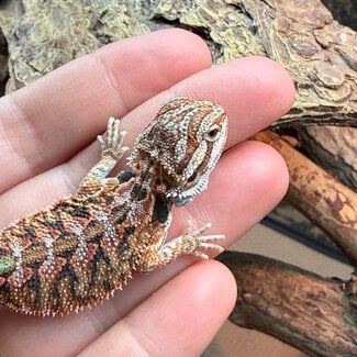 High Red Bearded Dragon 'grx'