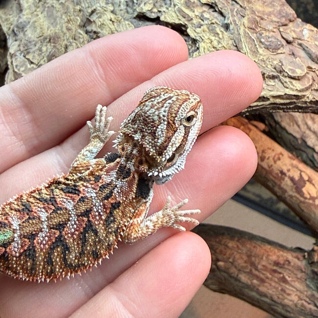 High Red Bearded Dragon 'grx'