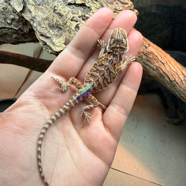 High Red Bearded Dragon 'grx'