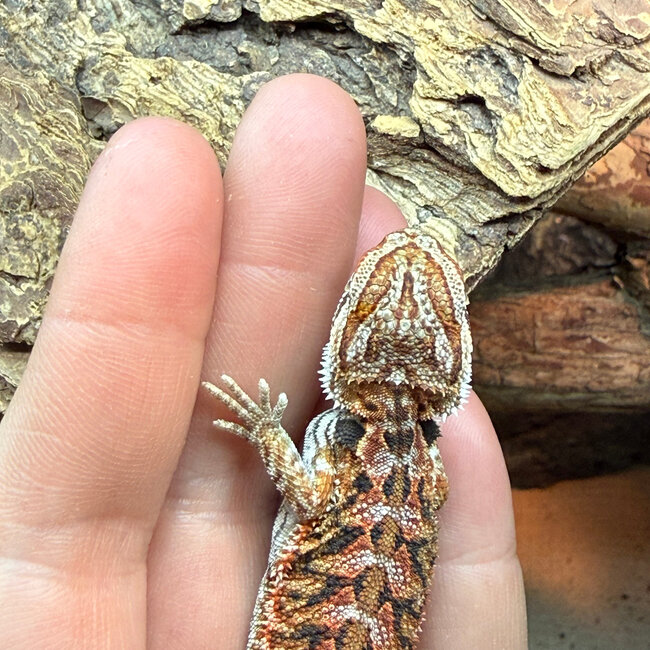 High Red Bearded Dragon 'grx'