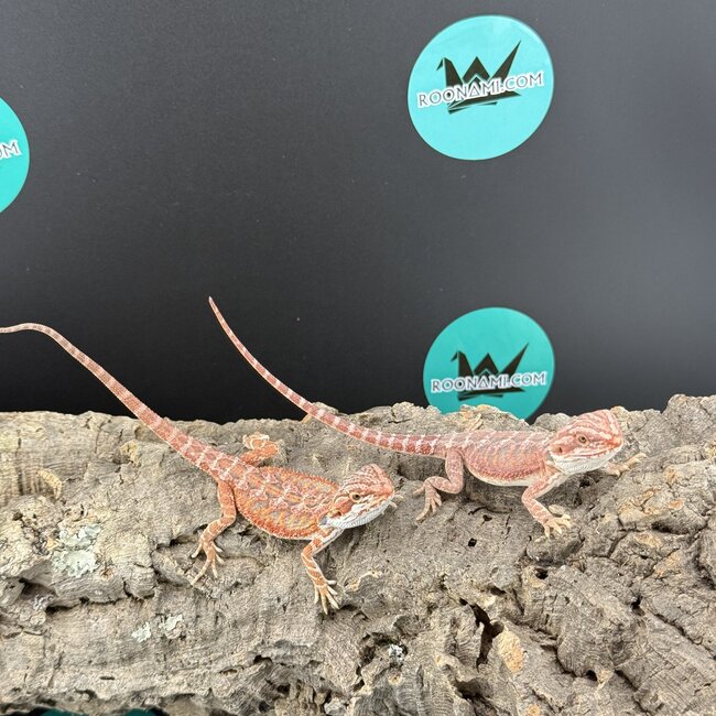 Red Hypo Blue Bar Bearded Dragon