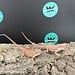 Red Hypo Blue Bar Bearded Dragon