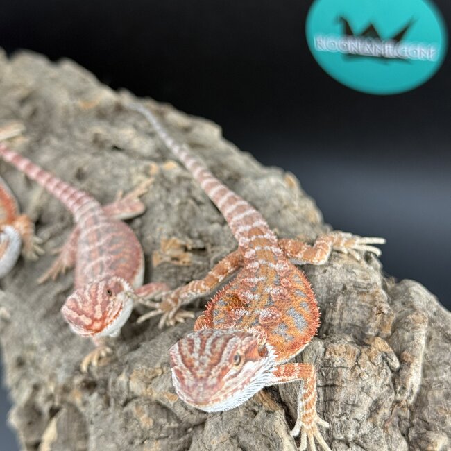 Red Hypo Blue Bar Bearded Dragon