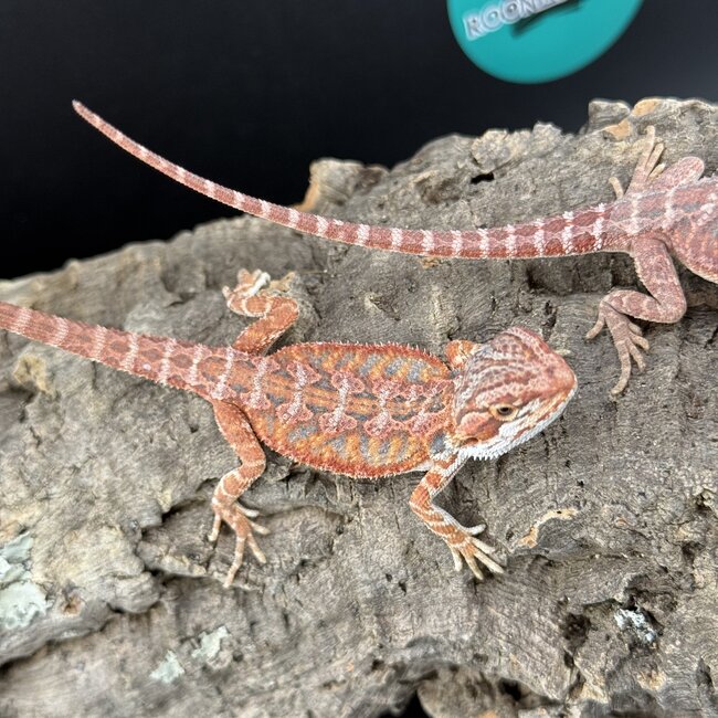 Red Hypo Blue Bar Bearded Dragon
