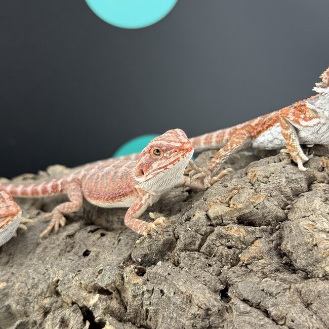 Red Hypo Blue Bar Bearded Dragon