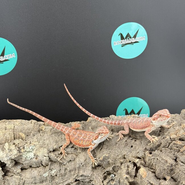 Red Hypo Blue Bar Bearded Dragon