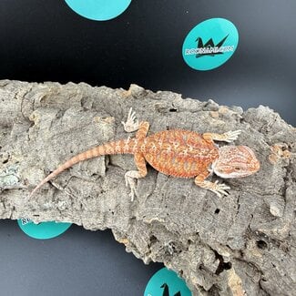 Hypo Red Dunner Bearded Dragon 'g'