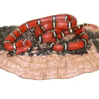 Magnaturals Large Mushroom Ledge with Extra Strong Magnets (Earth Colour) Supports up to 2 lbs.