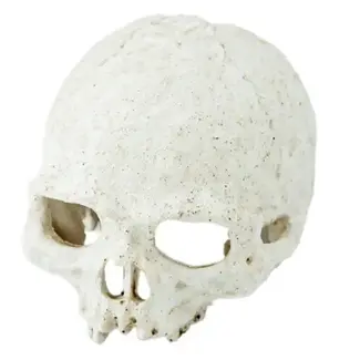 Pangea Human Head Skull Hide 5.5x4.5x4.5" Pangea Human Head Skull Hide 5.5x4.5x4.5"