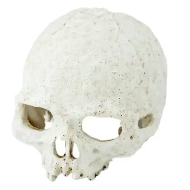 Pangea Pangea Human Head Skull Hide 5.5x4.5x4.5"