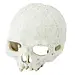 Pangea Pangea Human Head Skull Hide 5.5x4.5x4.5"