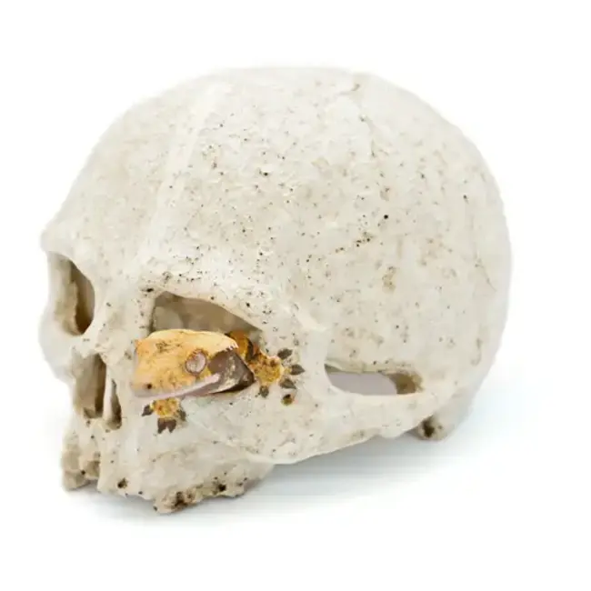 Pangea Pangea Human Head Skull Hide 5.5x4.5x4.5"