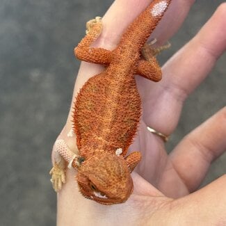 High Red Hypo Translucent Bearded Dragon 'rwb'
