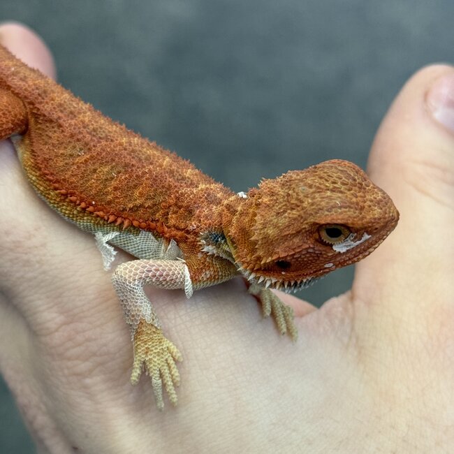High Red Hypo Translucent Bearded Dragon 'rwb'