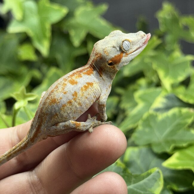 Red Stripe Orange Blotch Gargoyle Gecko
