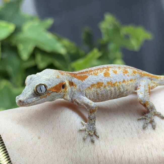 Red Stripe Orange Blotch Gargoyle Gecko