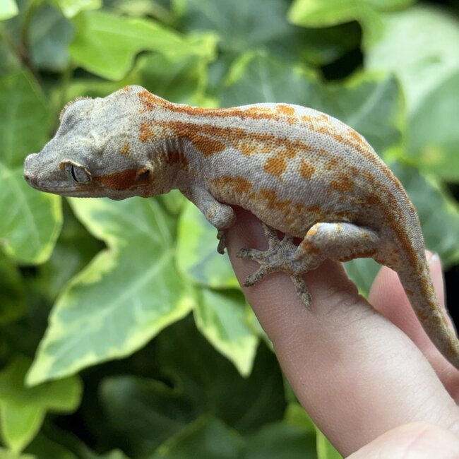 Red Stripe Orange Blotch Gargoyle Gecko