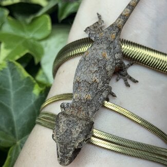 Orange Blotch Gargoyle Gecko
