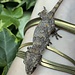 Orange Blotch Gargoyle Gecko