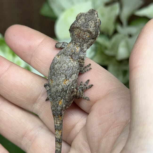 Orange Blotch Gargoyle Gecko