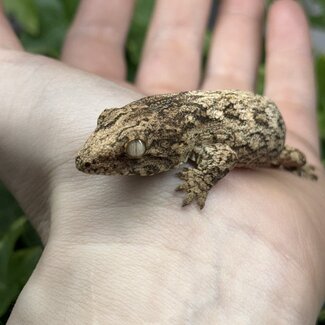 Leachianus Gecko