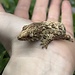 Leachianus Gecko